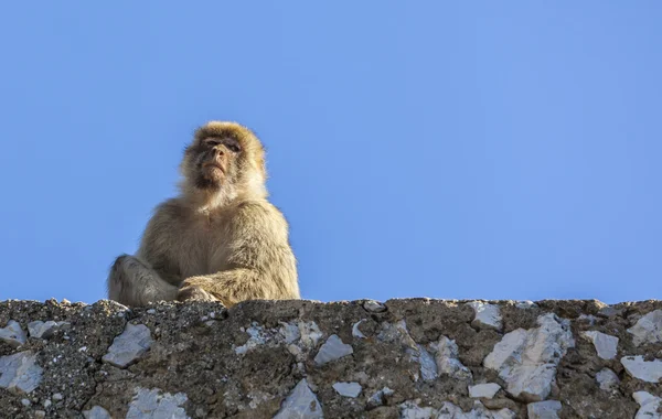 巴巴利短尾猿的直布罗陀 — 图库照片