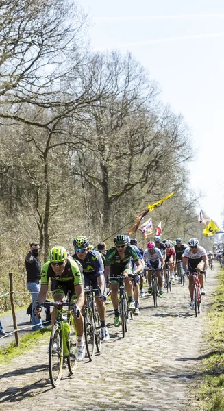 El Pelotón en el Bosque de Arenberg- Paris Roubaix 2015 — Foto de Stock