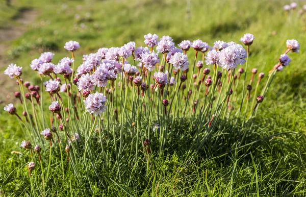 Armeria Maritima — Stockfoto