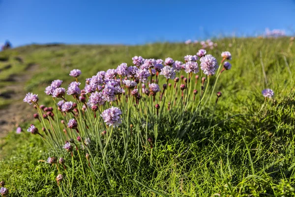 Armeria Maritima — Stockfoto