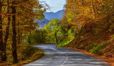 Ormanda sonbahar yolu
