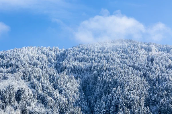 Congelato vista foresta — Foto Stock