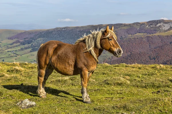 Vilda blond häst i bergen — Stockfoto