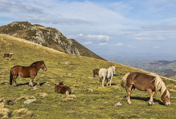 Vilda hästar betar på hög höjd — Stockfoto