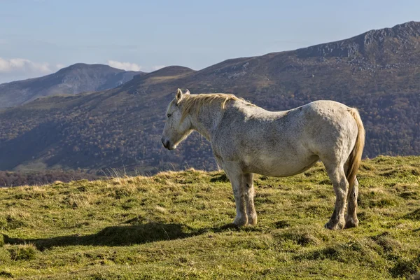 Caballo gris salvaje en las montañas — Foto de Stock