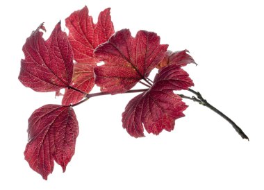 Kırmızı yaprakları ile küçük dal