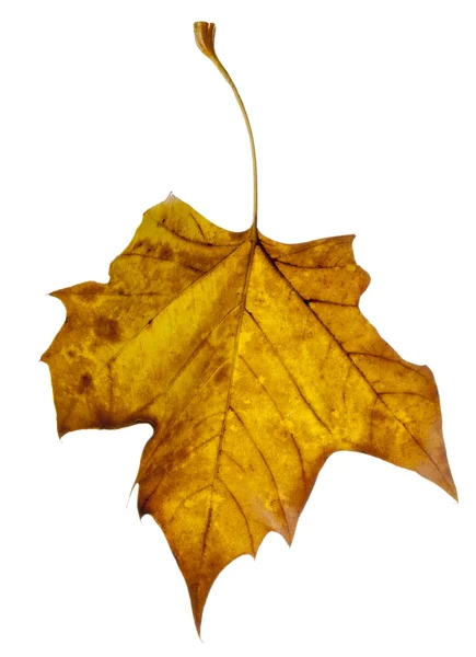 Жовті листя падають — стокове фото