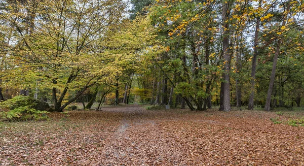 Hösten vägen täckt av löv — Stockfoto