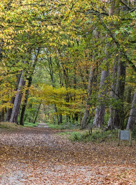 Caminho de outono coberto de folhas caídas — Fotografia de Stock