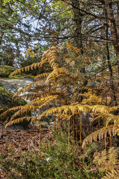 Зайнятий осінній ліс — стокове фото