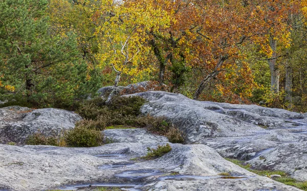 Autumn Scene in Fontainebleau Forest — Stock Photo, Image