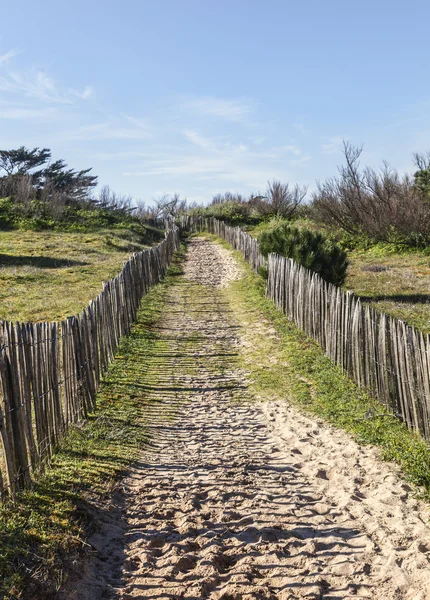 Sendero en la Duna Atlántica en Bretaña — Foto de Stock