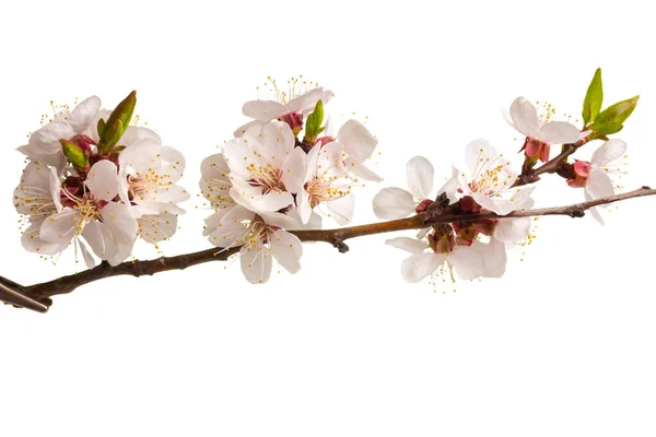 Beautiful Apricot Blossom Flower Branch Isolated White Background — Stock Photo, Image