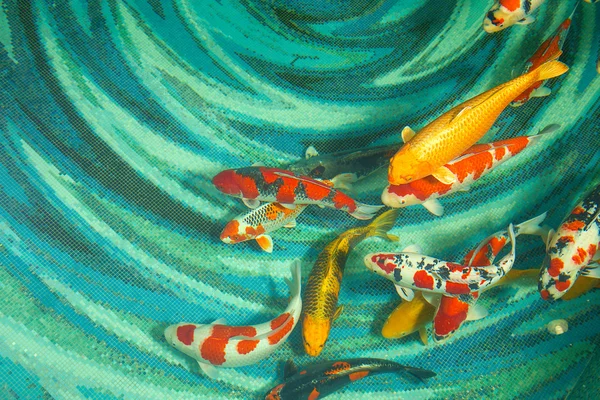 Peixes Koi — Fotografia de Stock