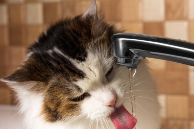 kedi tuvalette su içiyor.