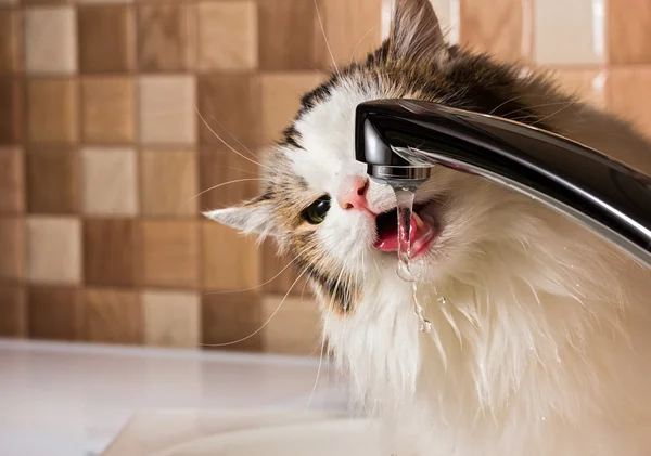 Agua potable para gatos en el baño — Foto de Stock