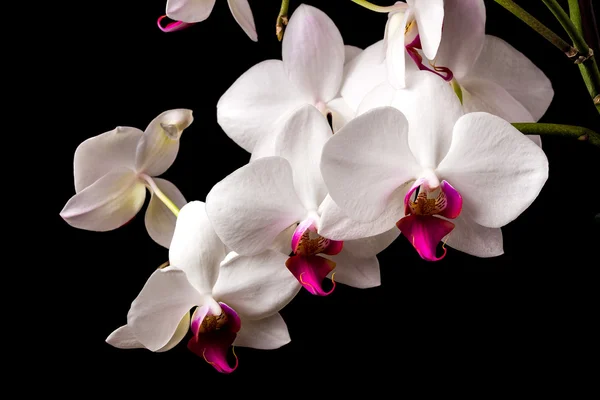 Orchid on dark background — Stock Photo, Image