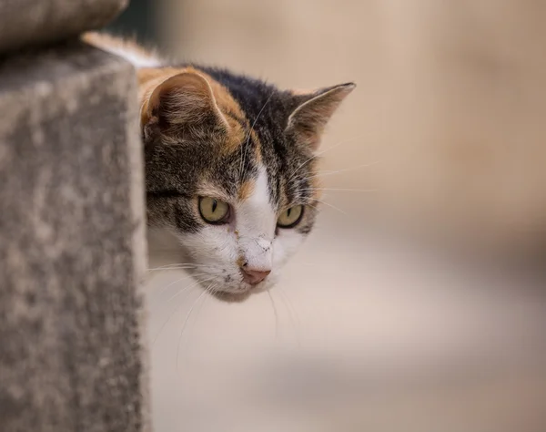 Gato domesticado se sienta en una pared al aire libre — Foto de Stock