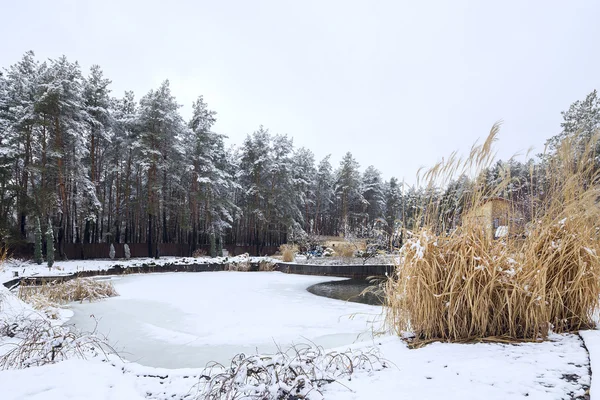 Zugefrorener See im Wald — Stockfoto