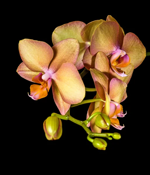 Beautiful orchid on dark background — Stock Photo, Image