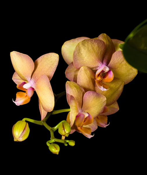 Beautiful orchid on dark background — Stock Photo, Image