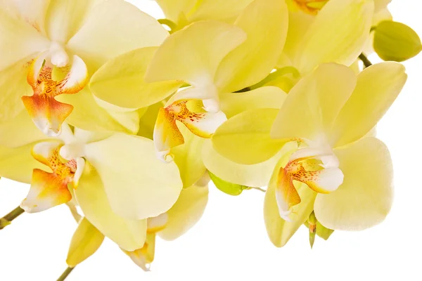 Beautiful orchid — Stock Photo, Image