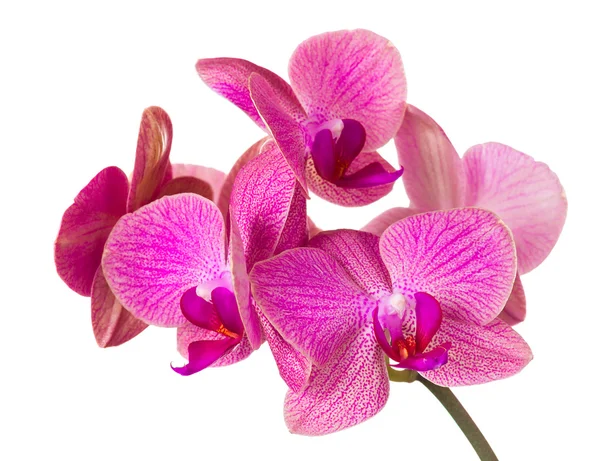 Beautiful orchid — Stock Photo, Image