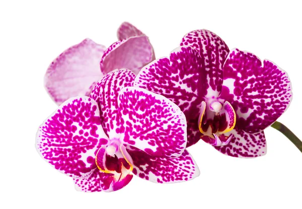 Beautiful orchid — Stock Photo, Image