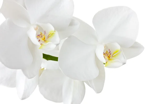 White orchid — Stock Photo, Image