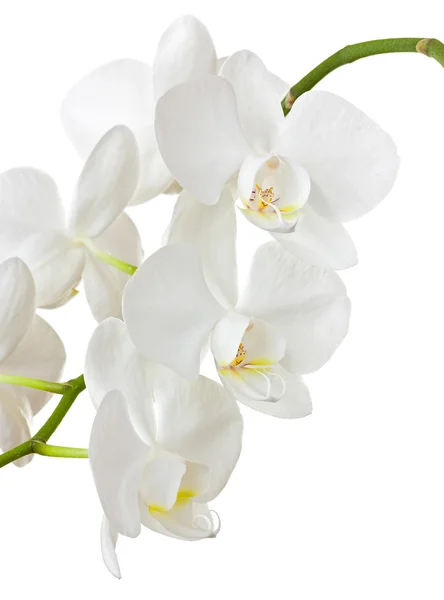 White orchid — Stock Photo, Image