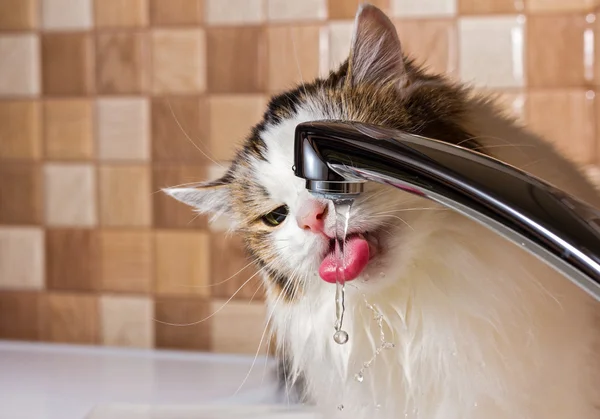 화장실에서 물을 마시는 고양이 — 스톡 사진