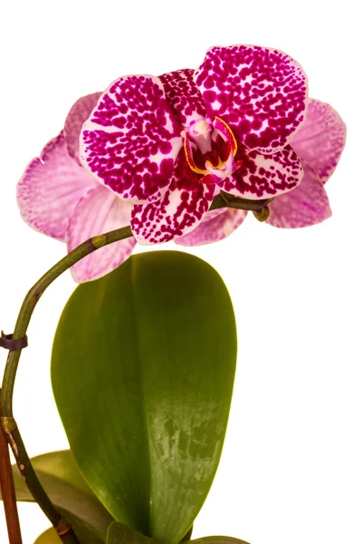 Beautiful orchid on white background — Stock Photo, Image