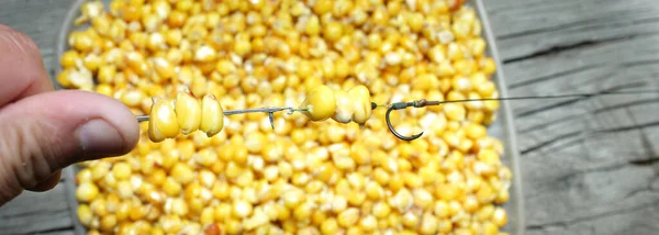 Büyük balıklar için kaynamış sazan balığı.