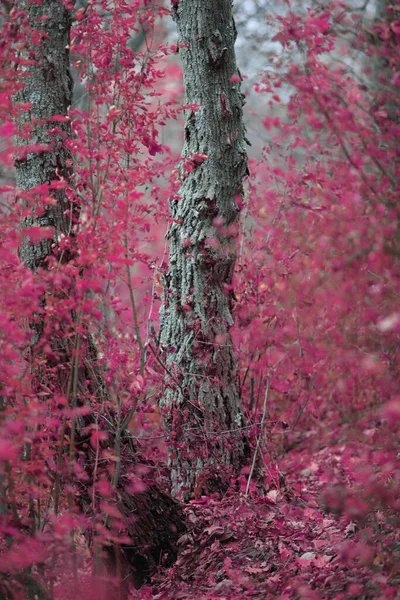 Foresta Autunnale Con Colori Favolosi — Foto Stock