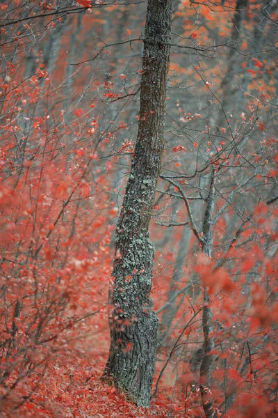 Forêt Automne Avec Des Couleurs Fabuleuses — Photo