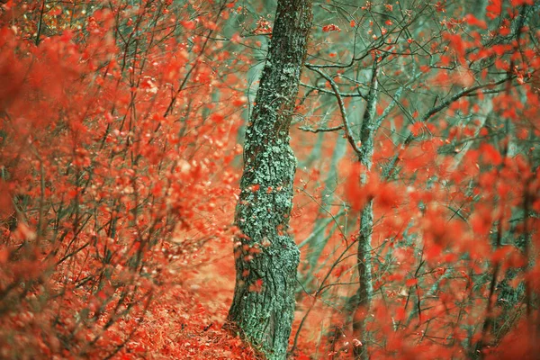 Foresta Autunnale Con Colori Favolosi — Foto Stock