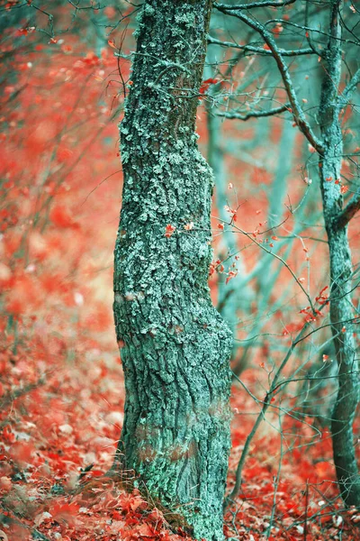 Muhteşem Renkleri Olan Sonbahar Ormanı — Stok fotoğraf