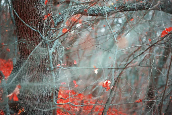 Floresta Outono Com Cores Fabulosas — Fotografia de Stock