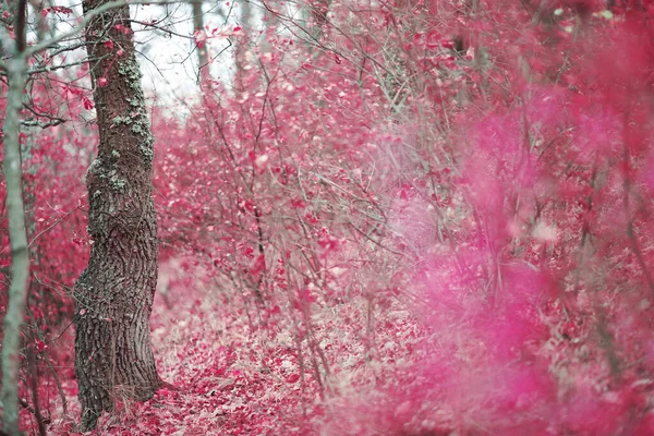 Herfst Bos Met Prachtige Kleuren — Stockfoto