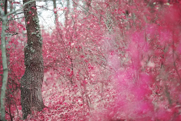 Floresta Outono Com Cores Fabulosas — Fotografia de Stock