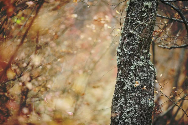 Herbstwald Mit Fabelhaften Farben — Stockfoto