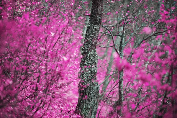 Bosque Otoño Con Hermoso Follaje Colores Encantadores — Foto de Stock