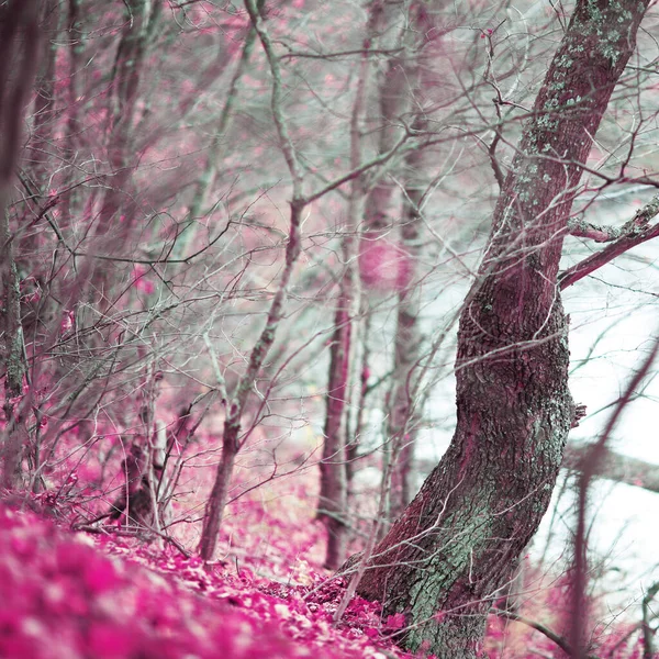 Forêt Automne Avec Beau Feuillage Des Couleurs Délicieuses — Photo