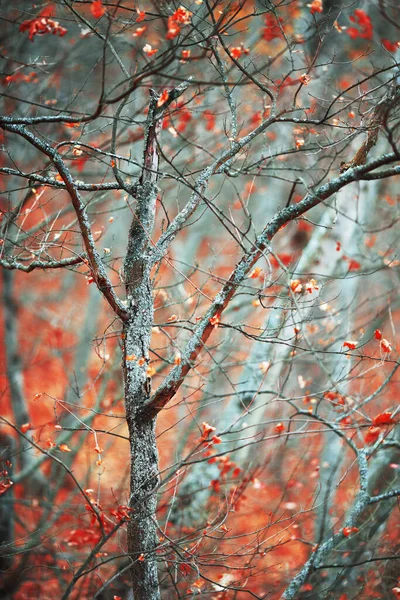 Ліс Восени Красивим Листям Чудовими Кольорами — стокове фото