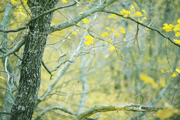 Bos Herfst Met Prachtig Gebladerte Prachtige Kleuren — Stockfoto