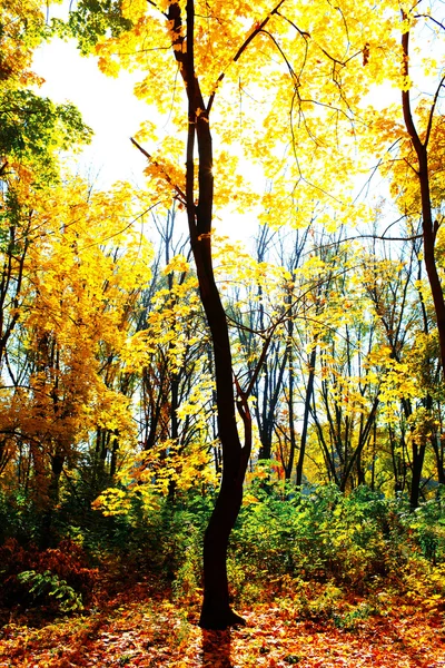 Herbstliche Landschaft — Stockfoto