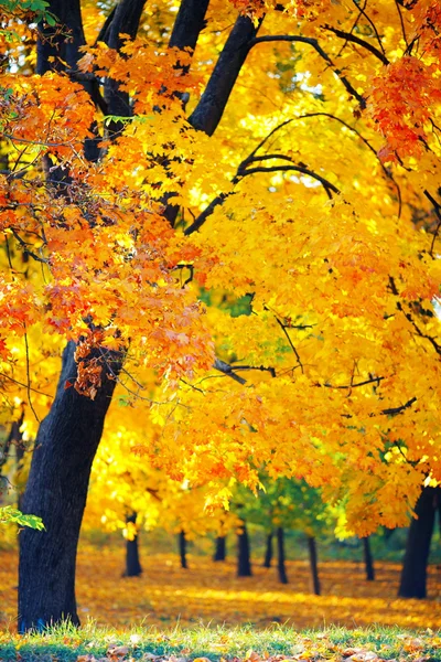 Herfstlandschap — Stockfoto