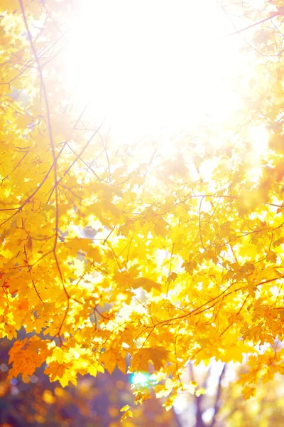 Осенний пейзаж — стоковое фото