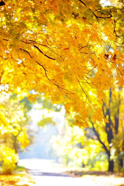 Paesaggio d'autunno — Foto Stock