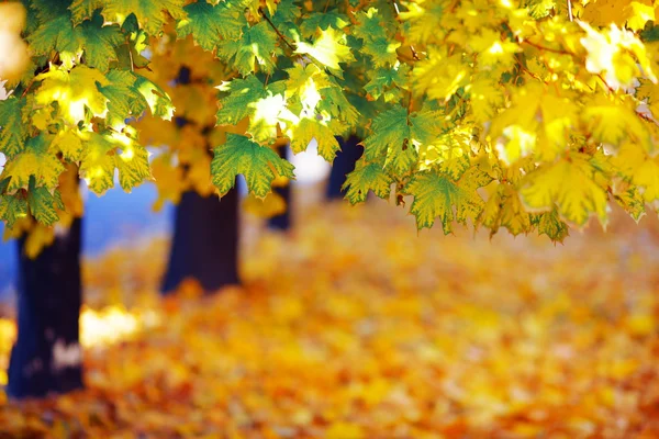 Paesaggio d'autunno — Foto Stock